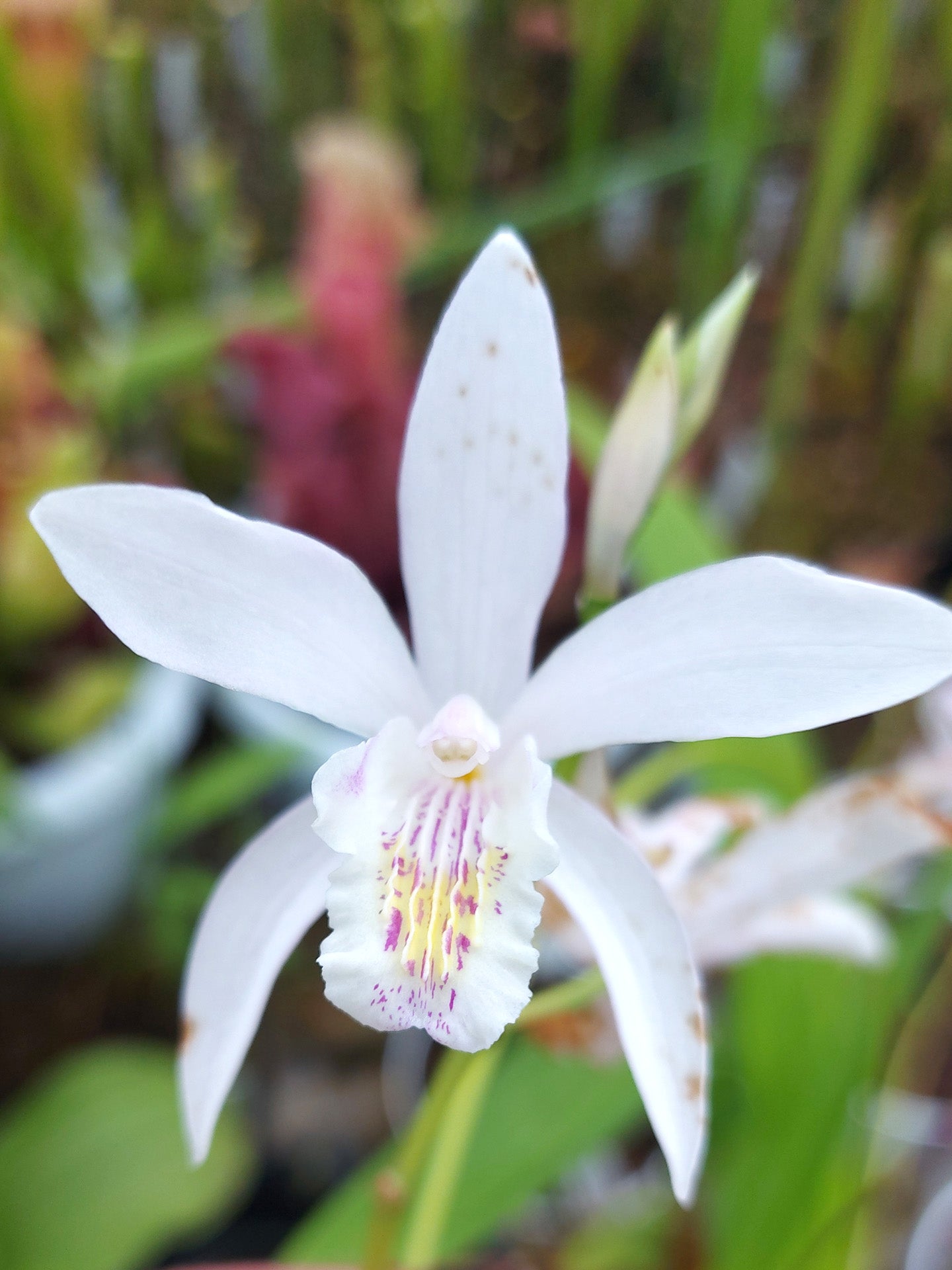Bletilla Outdoor-Orchidee