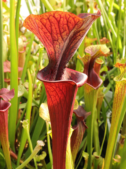 Sarracenia "Bloodfeast"