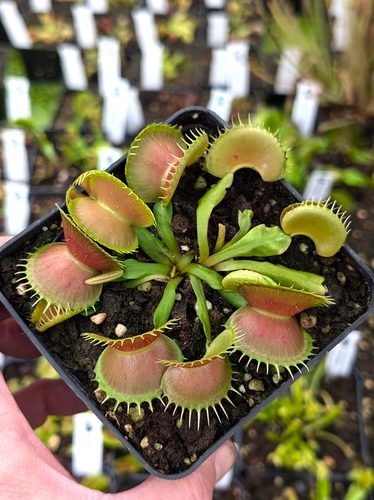 Dionaea muscipula "GJ Bloody Nurse“