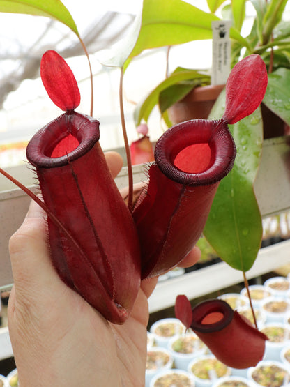 Nepenthes "Bloody mary"