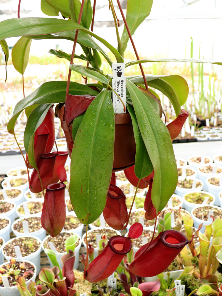 Nepenthes "Bloody mary"