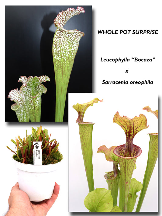 Leucophylla „Bocaza“ L87 MK x Oreophila GC SEEDGROWN