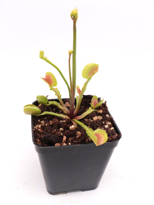 Dionaea muscipula 'Booman's Mutant'