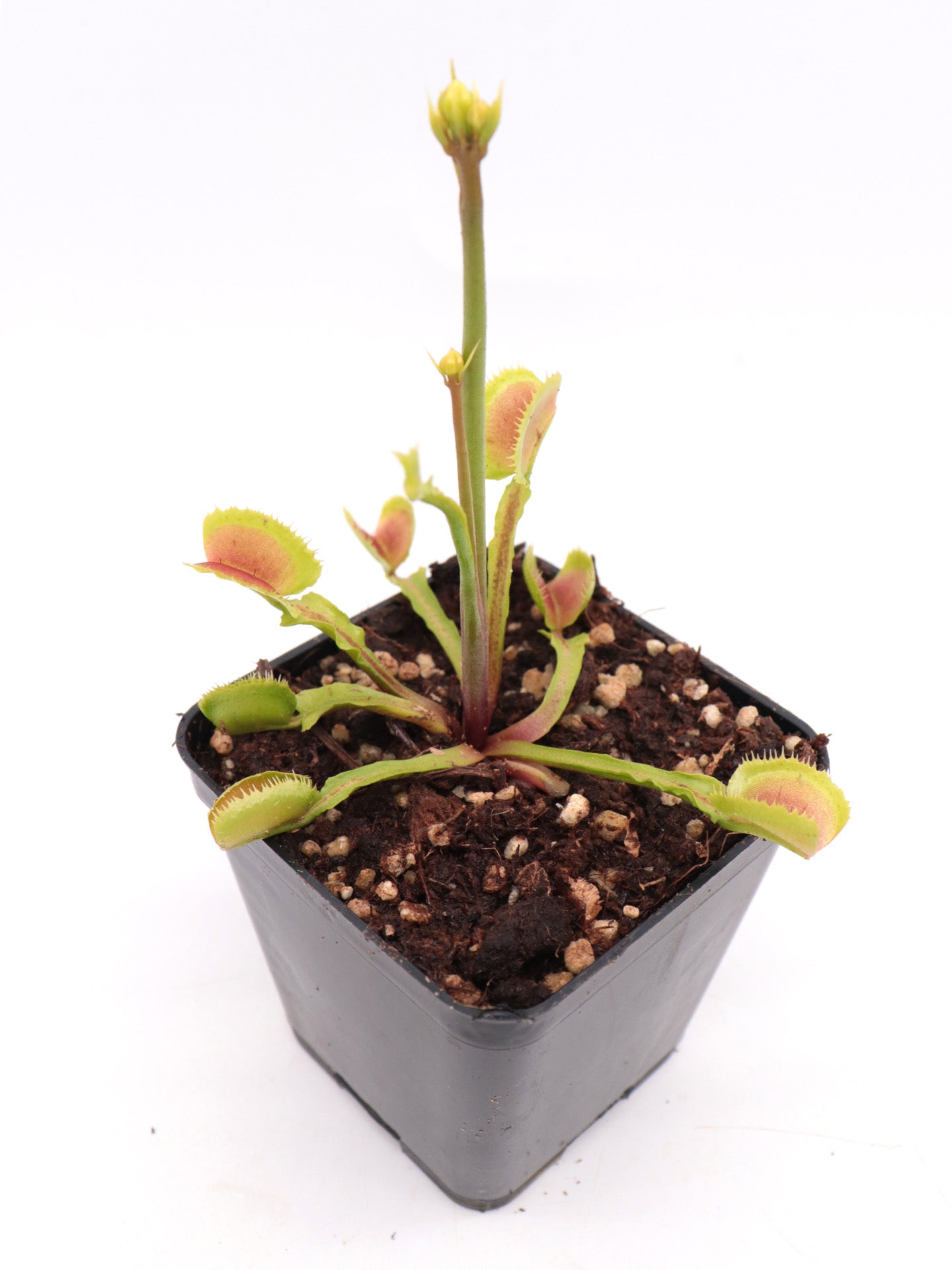 Dionaea muscipula Booman's Mutant