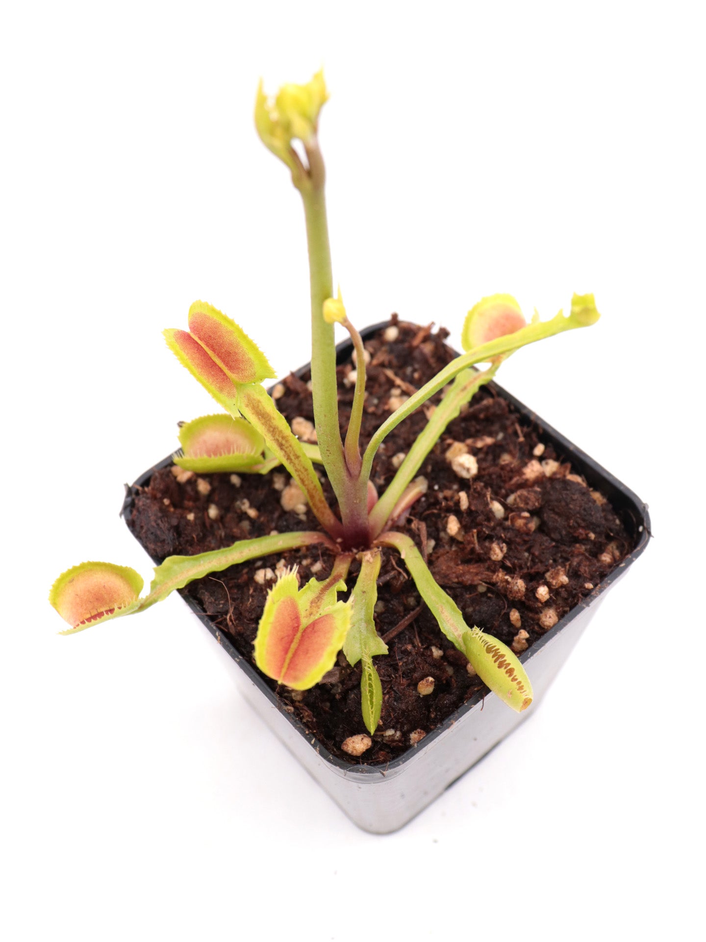 Dionaea muscipula Booman's Mutant