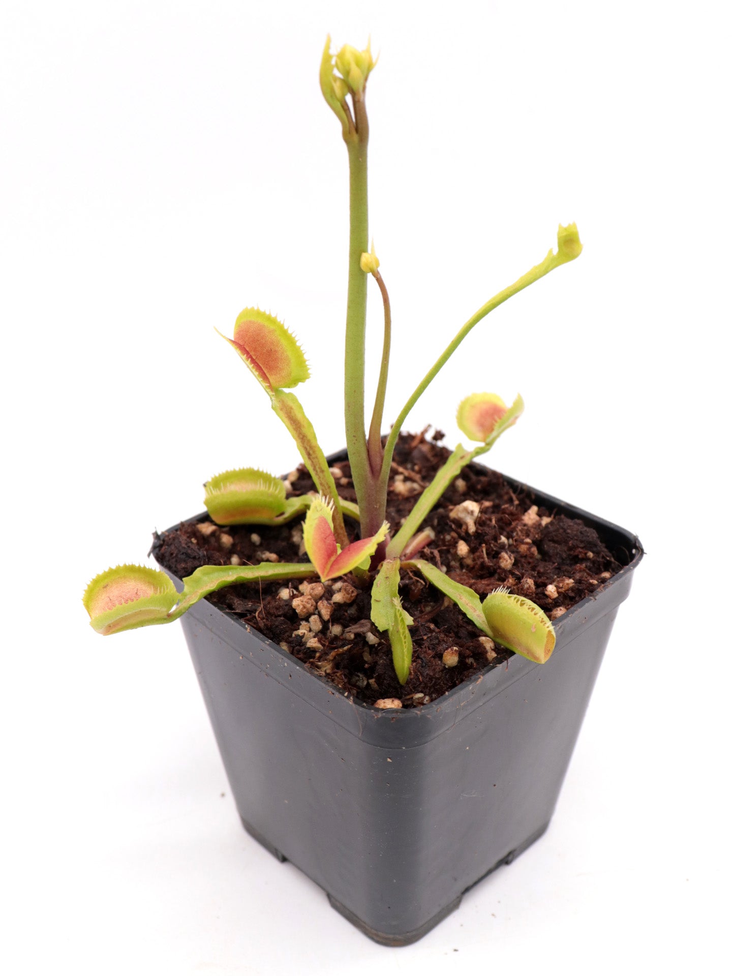 Dionaea muscipula Booman's Mutant