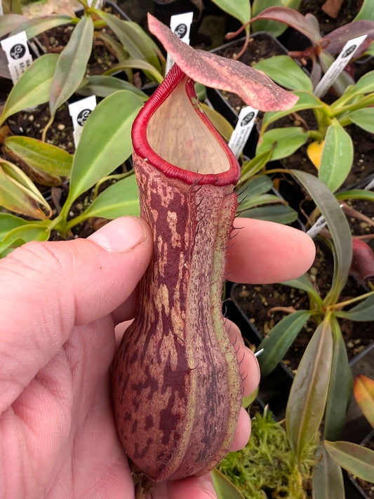 Nepenthes boschiana   BE-3643