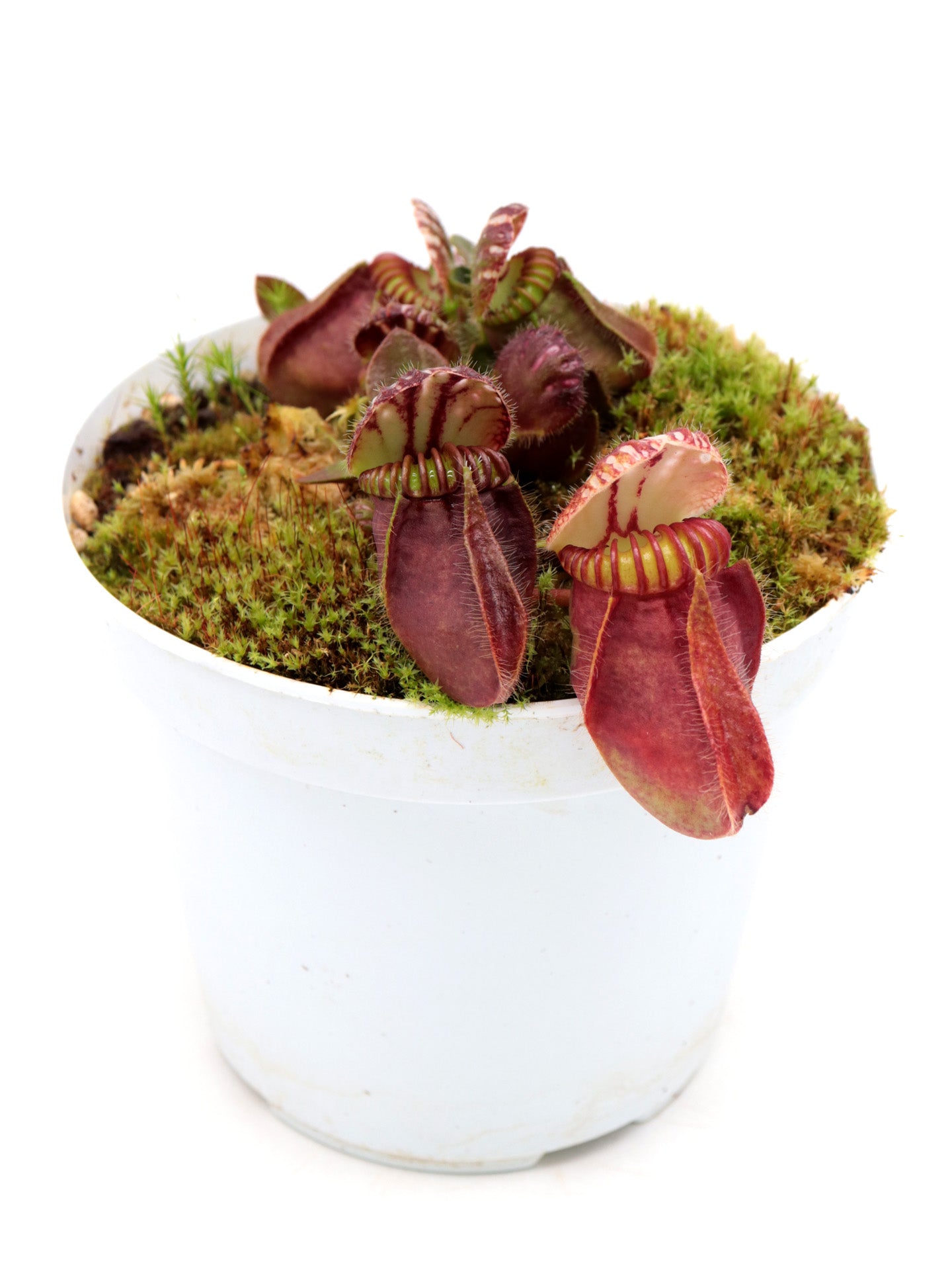 Cephalotus follicularis "Red Giant" Brewer