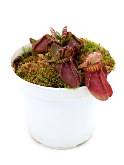 Cephalotus follicularis "Red Giant" Brewer