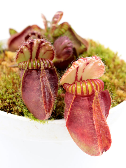 Cephalotus follicularis "Red Giant" Brewer