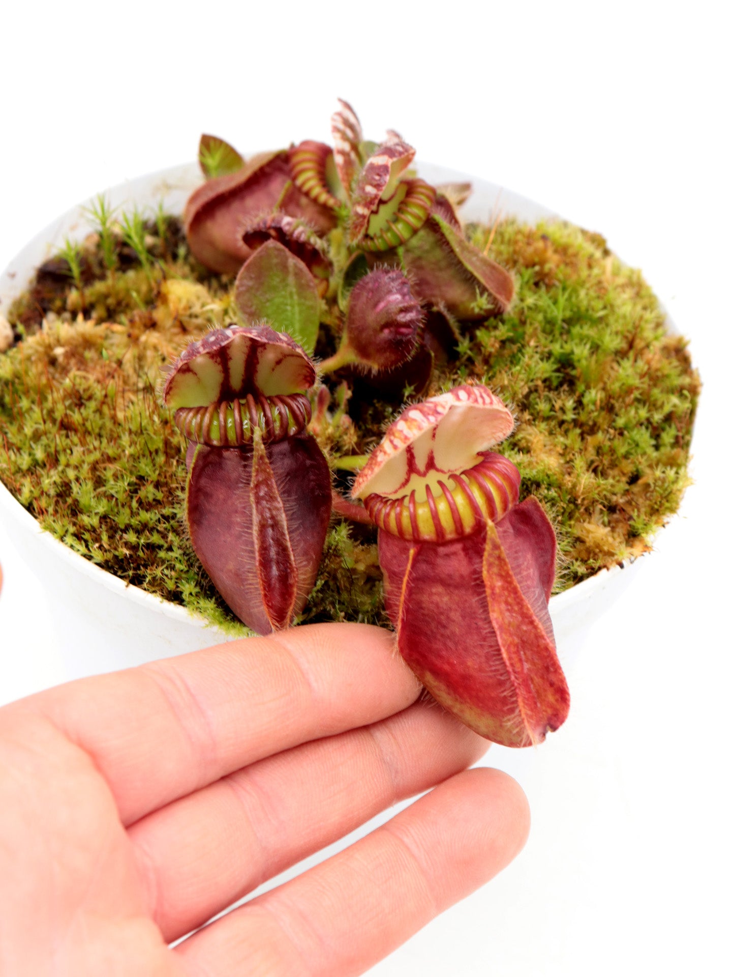 Cephalotus follicularis "Red Giant" Brewer