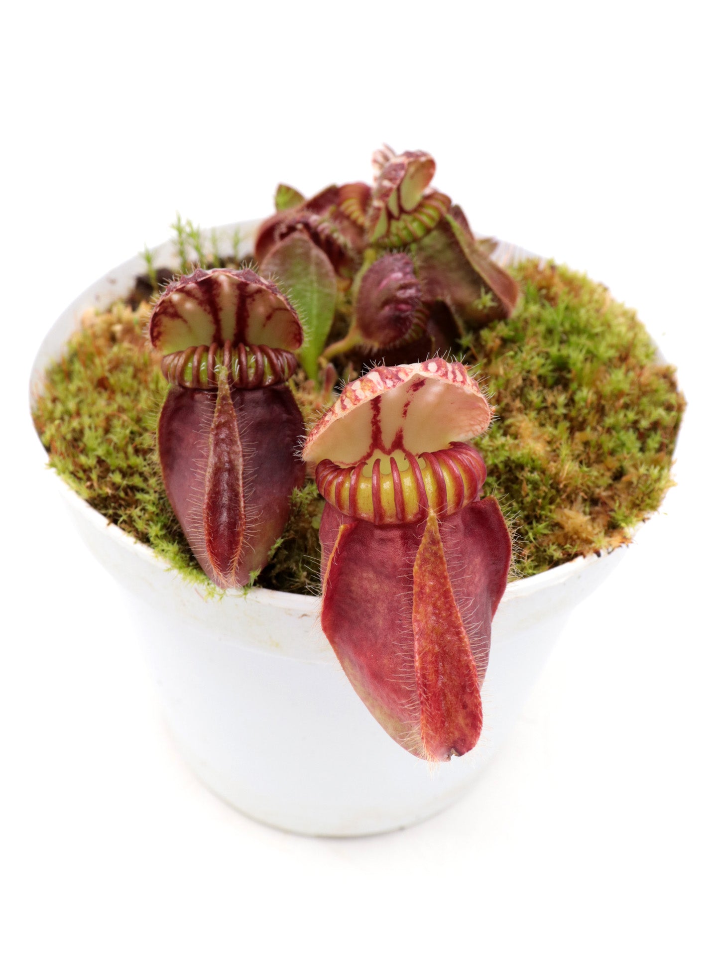 Cephalotus follicularis "Red Giant" Brewer
