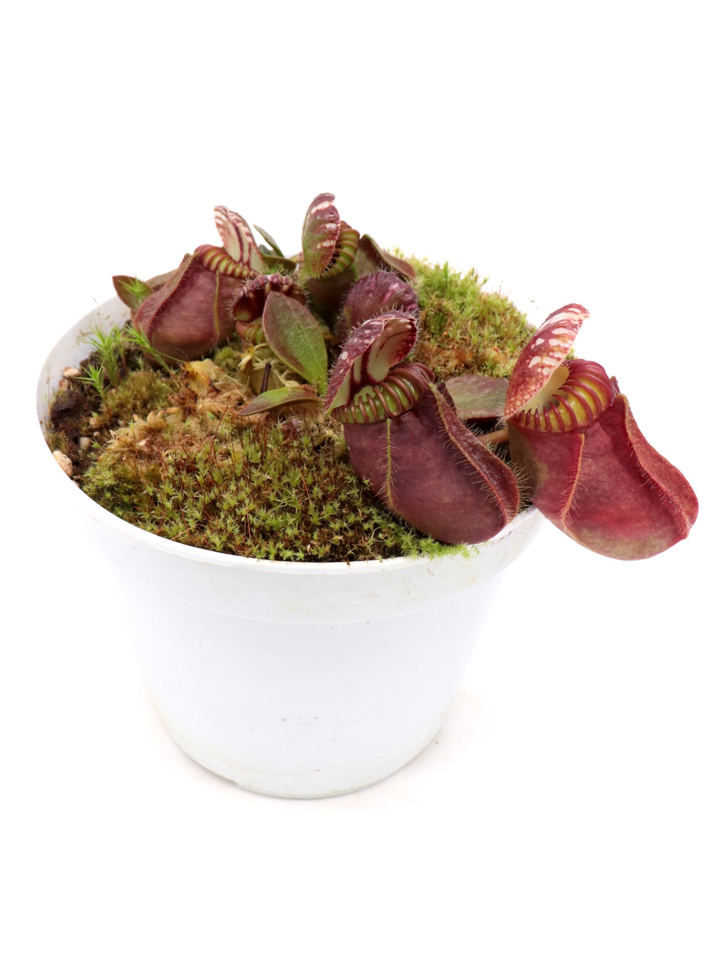 Cephalotus follicularis "Red Giant" Brewer