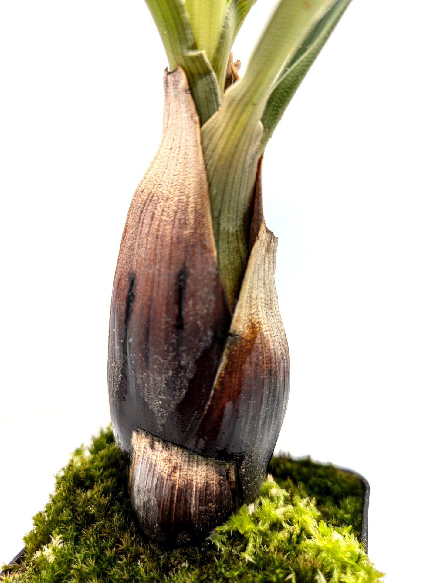 Brocchinia acuminata Akopan Tepui Plateau, Venezuela