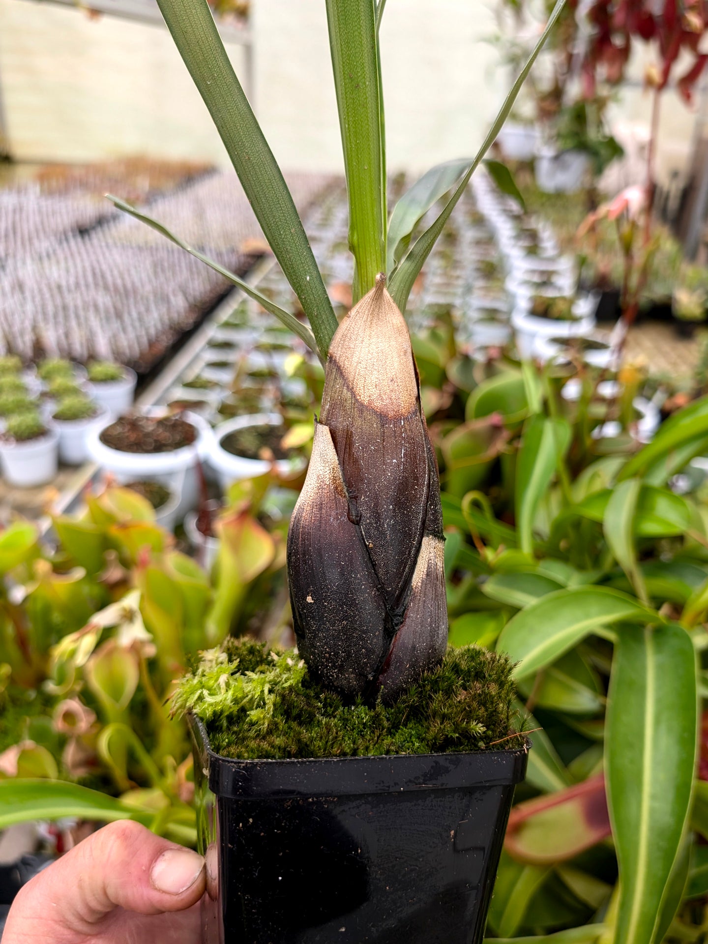 Brocchinia acuminata Akopan Tepui Plateau, Venezuela