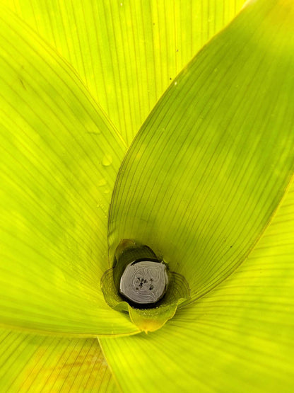 Brocchinia tatei