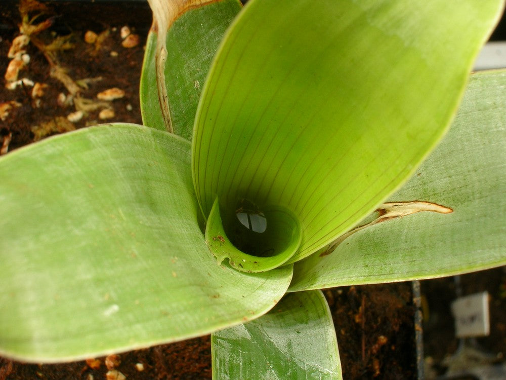 Brocchinia reducta  Akopan tepui Plateau, Chimanta Massif
