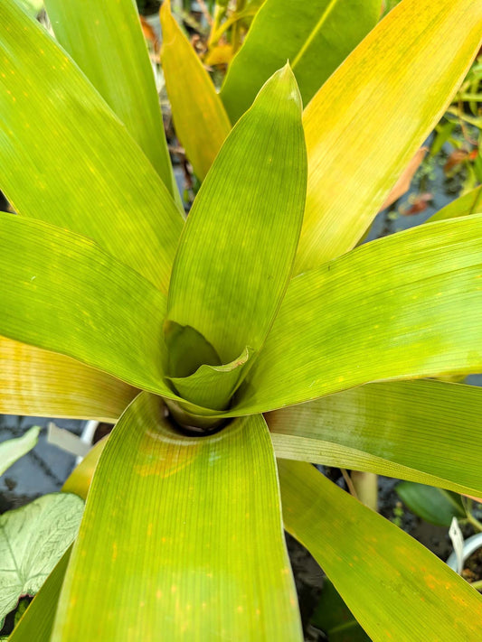 Brocchinia tatei