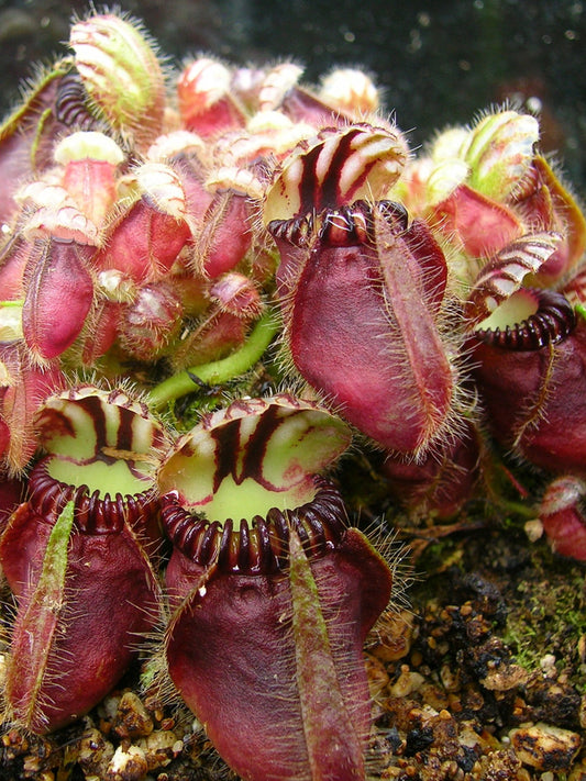 Cephalotus follicularis  Broke Inlet, AU