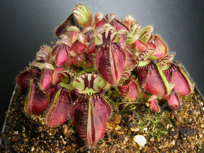 Cephalotus follicularis Broke Inlet, AU
