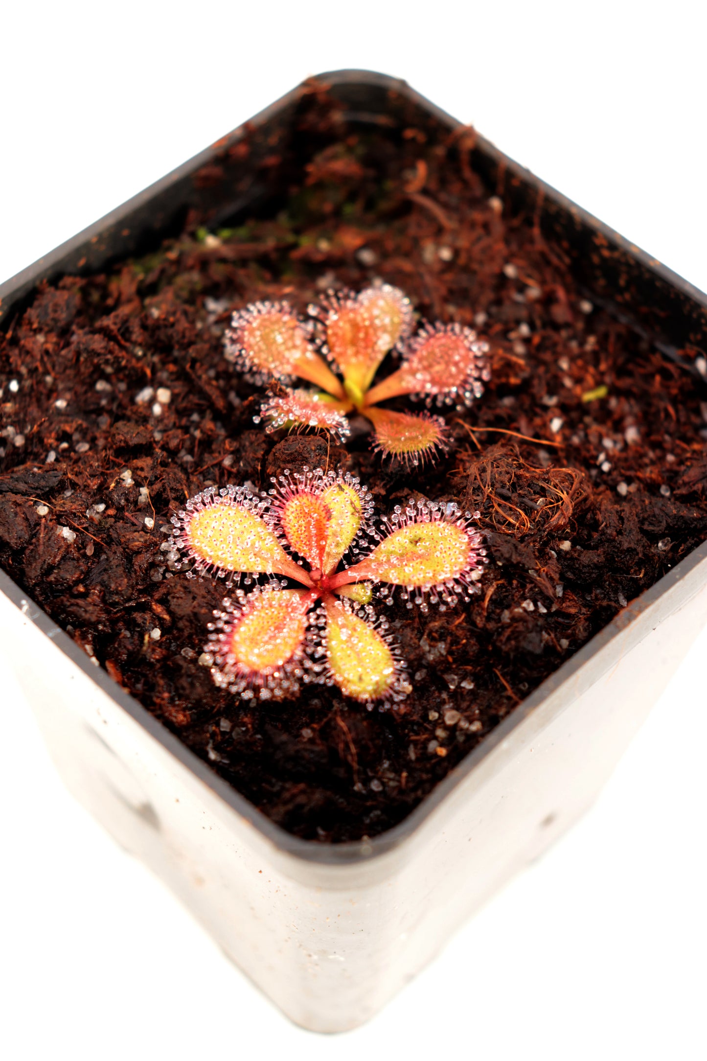 Drosera browniana Forrestania, Westaustralien 