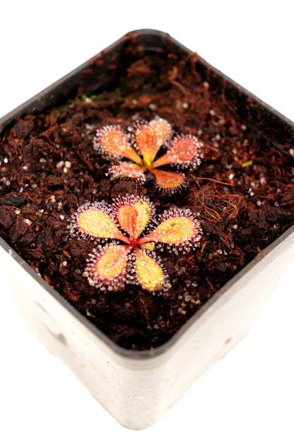 Drosera browniana Forrestania, Westaustralien 