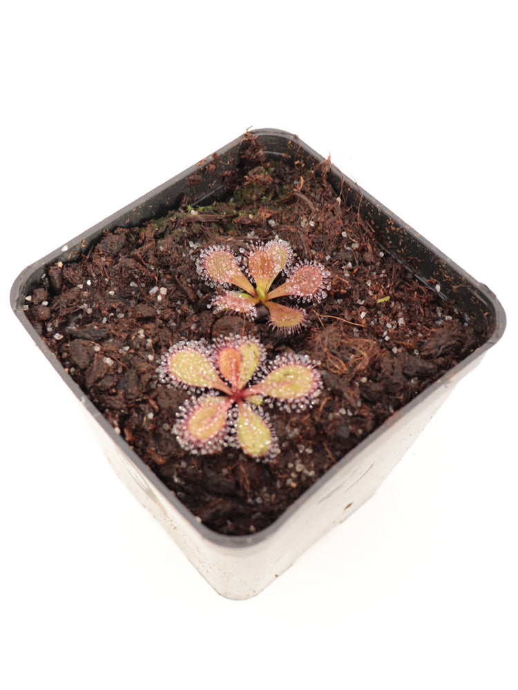 Drosera browniana Forrestania, Westaustralien 