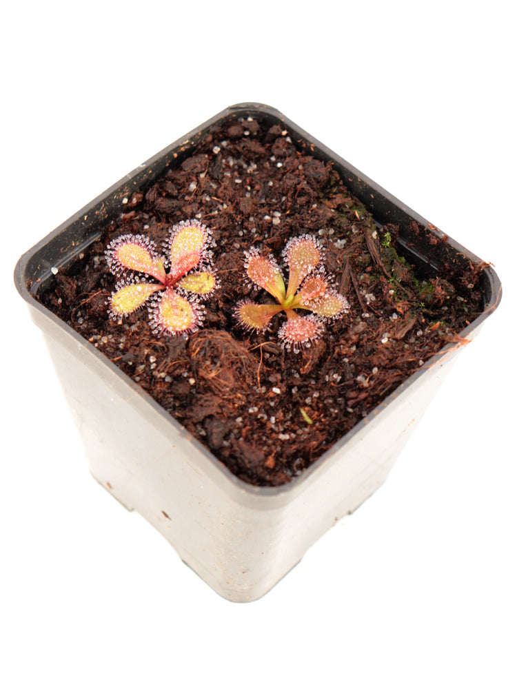 Drosera browniana Forrestania, Westaustralien 