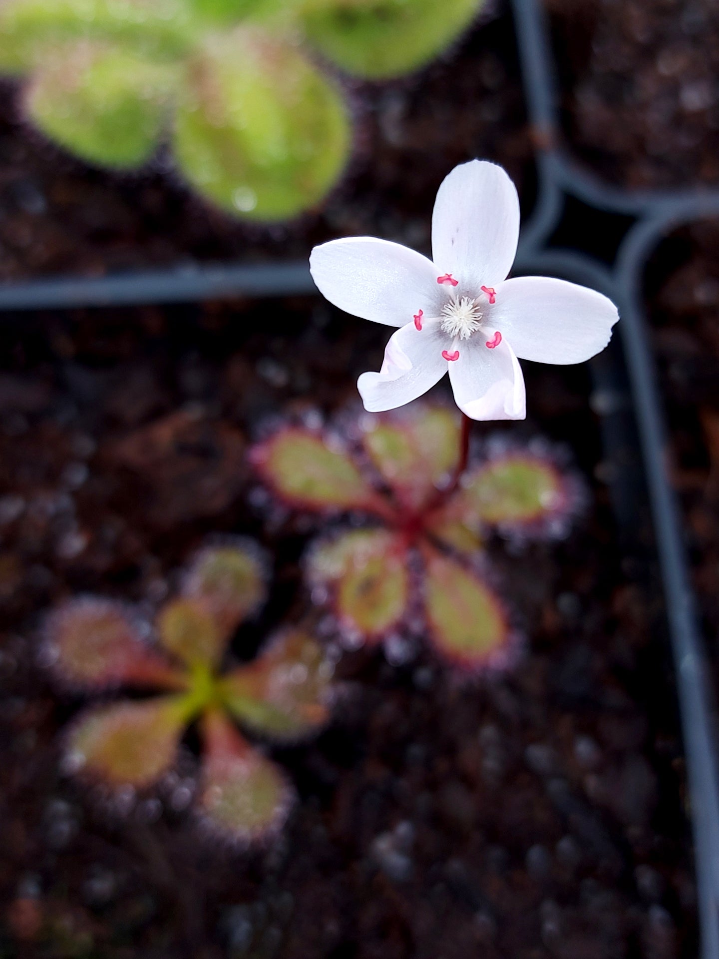 Drosera browniana Forrestania, Westaustralien 