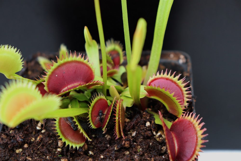 Dionaea muscipula Brutal shark