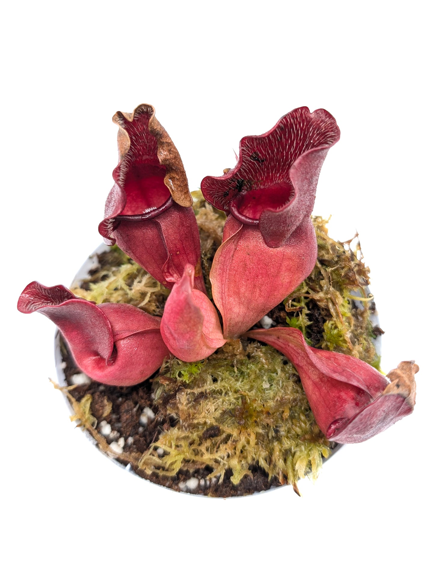 Sarracenia purpurea ssp. venosa "Buddha Belly"  x  "Buddha Boga Bonn"