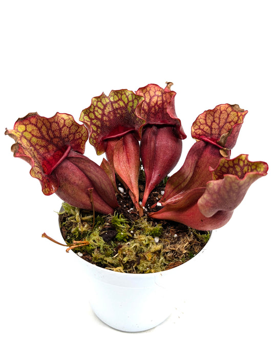 Sarracenia purpurea ssp. venosa "Buddha Belly" x veinless "Very Large Plant"