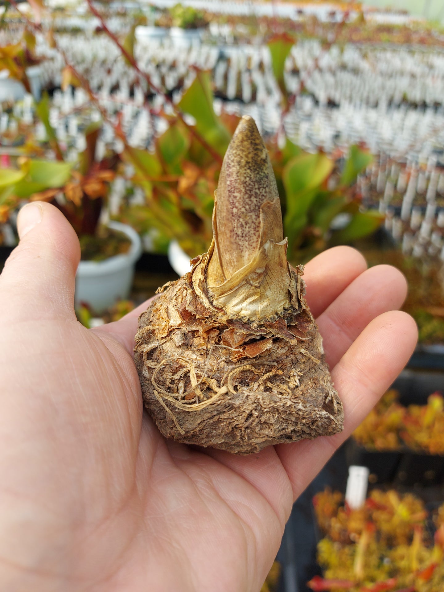 Dracunculus vulgaris 1 Zwiebel Mittel