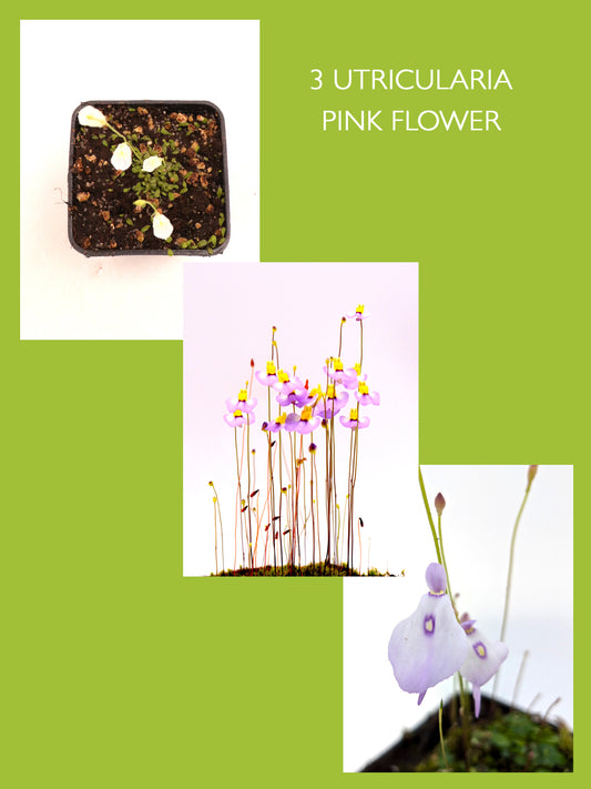 3 DIVERSE UTRICULARIE A FIORE ROSATO