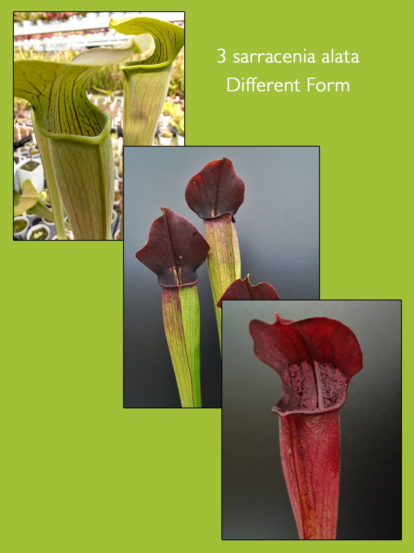Sarracenia alata - 3 Diverse Varietà