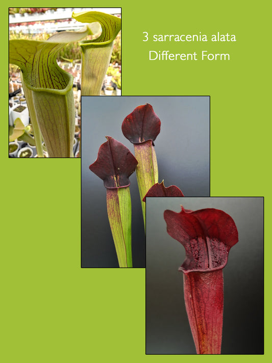 Sarracenia alata - 3 Diverse Varietà