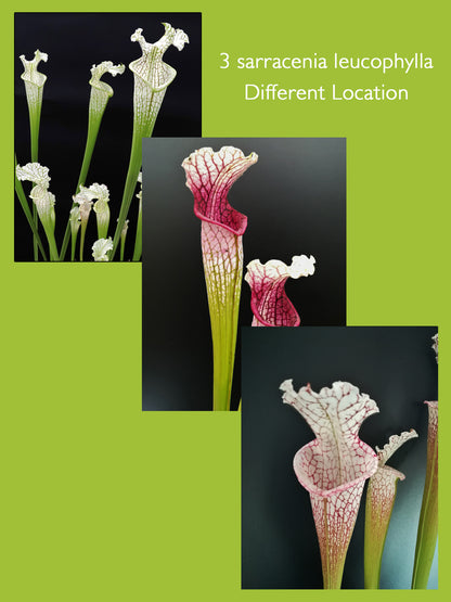 3 Sarracenia leucophylla con Location