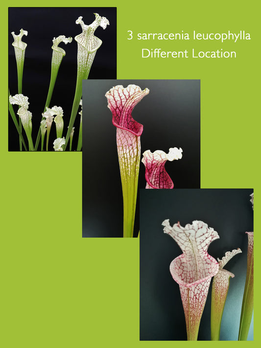 3 Sarracenia leucophylla con Location
