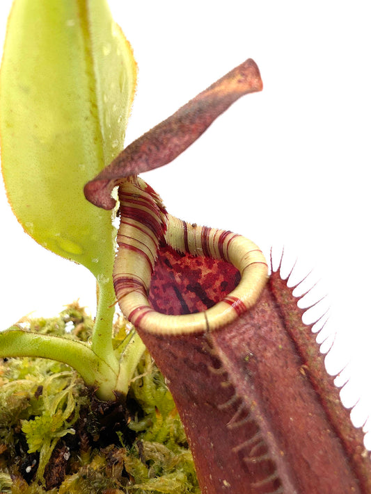 Nepenthes burbidgeae x lowii