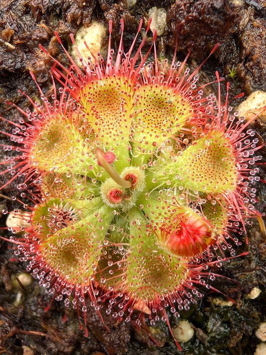 Drosera burmannii "red"
