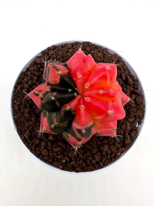 Gymnocalycium friedrichii Variegato "Orange"
