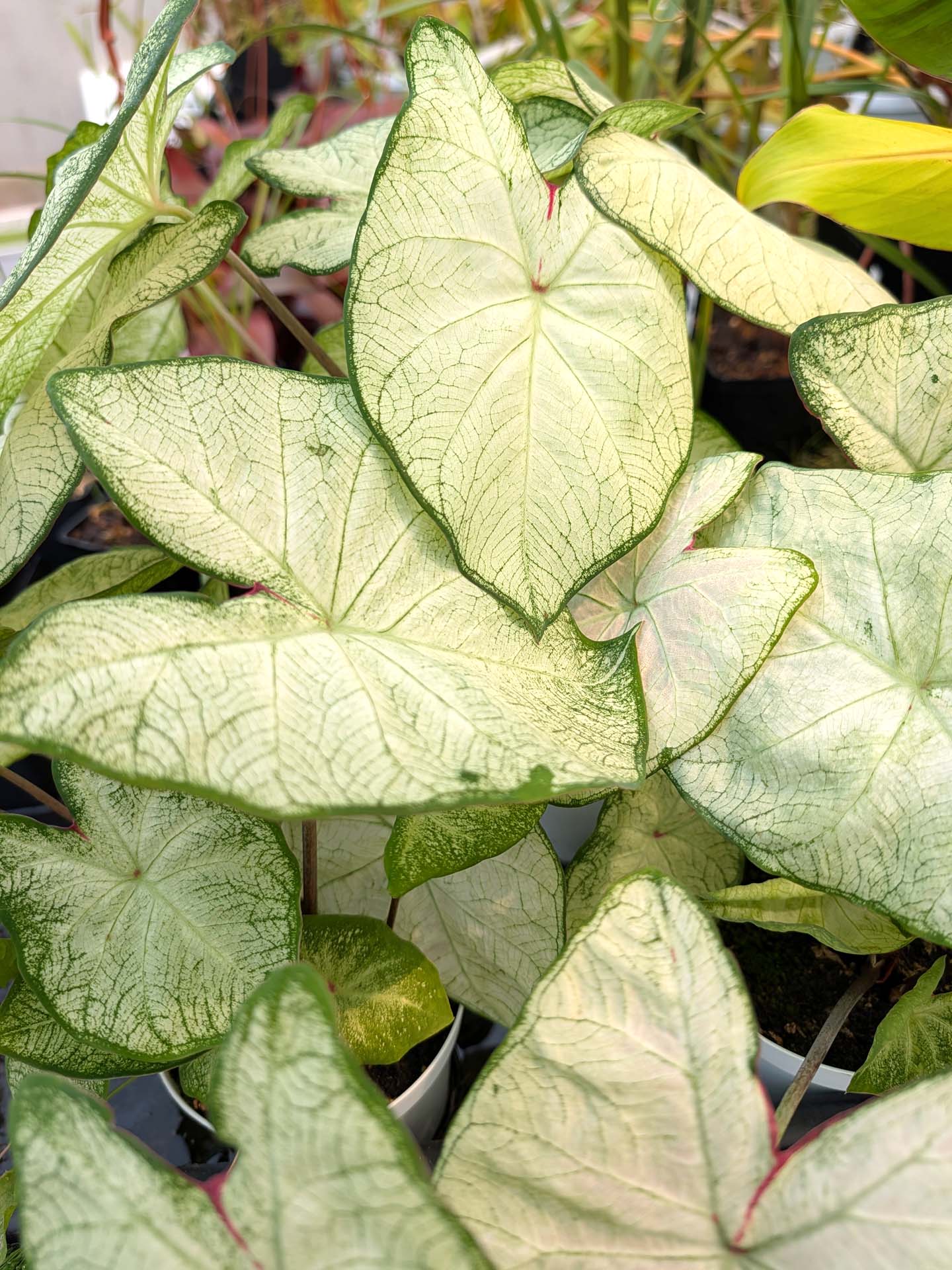 Caladium "Florida Moonlight"