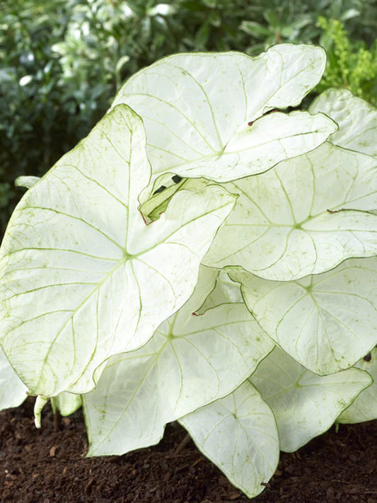 Caladium "Florida Moonlight"