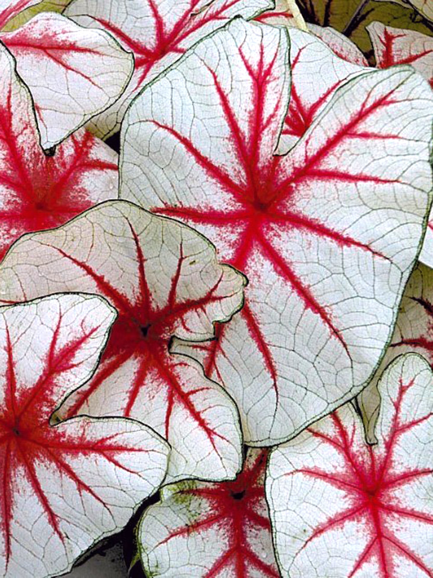 Caladium 'Fiesta'