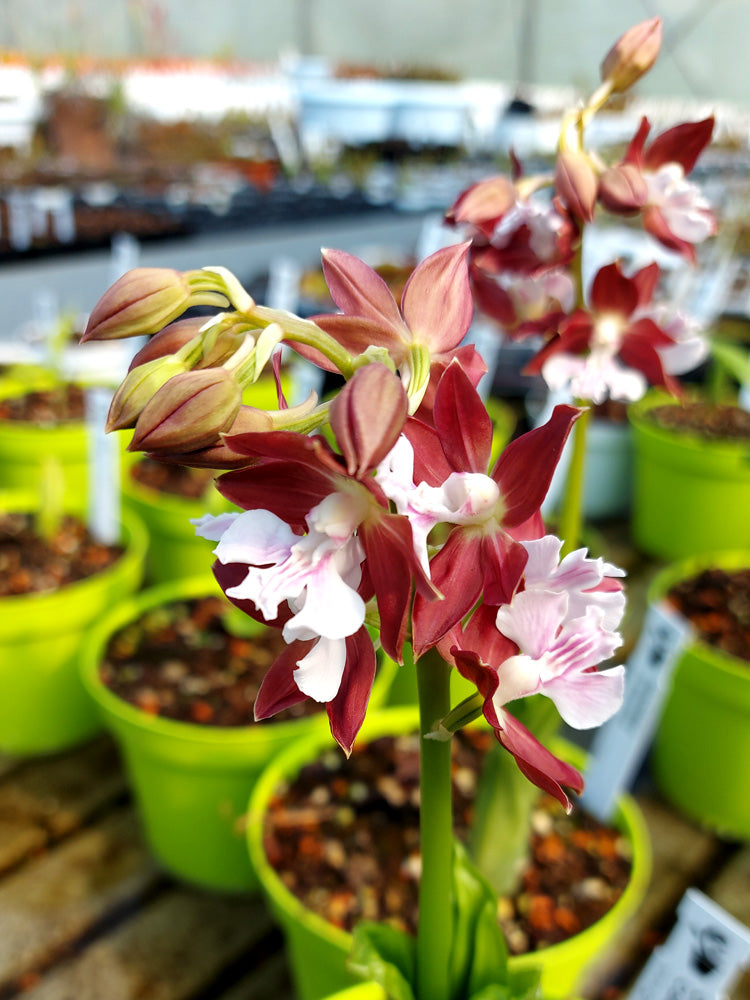 Calanthe  Orchidea da esterno