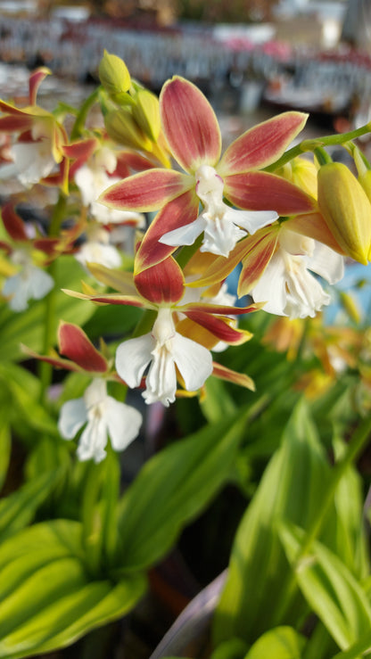 Calanthe  Orchidea da esterno