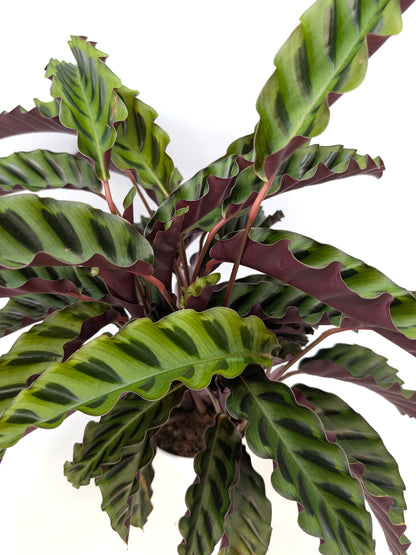 Calathea "Velvet Glory" Large Size