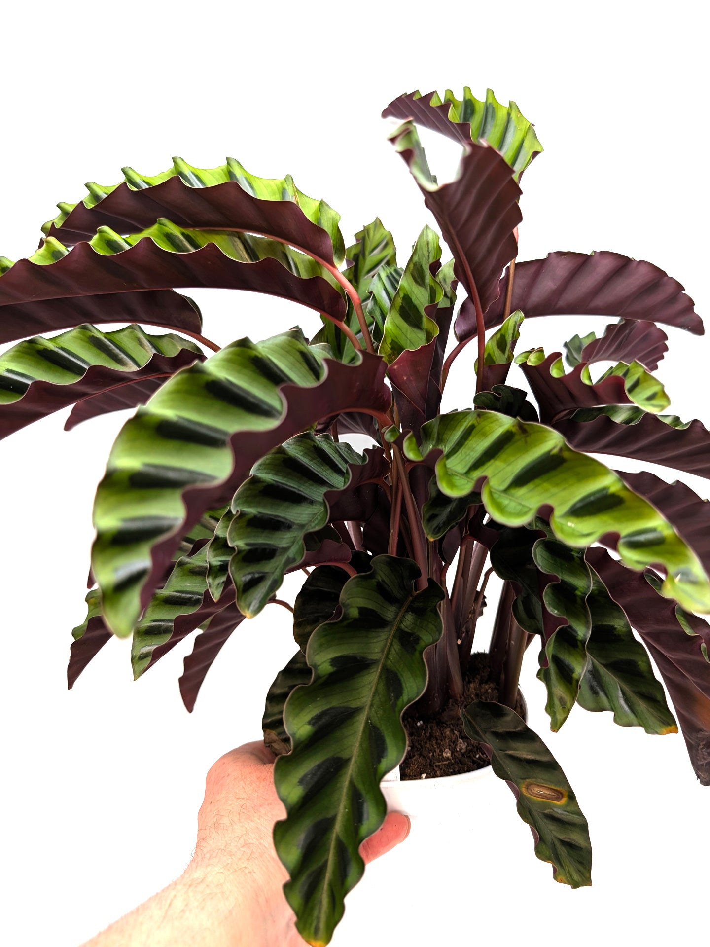 Calathea "Velvet Glory" Large Size