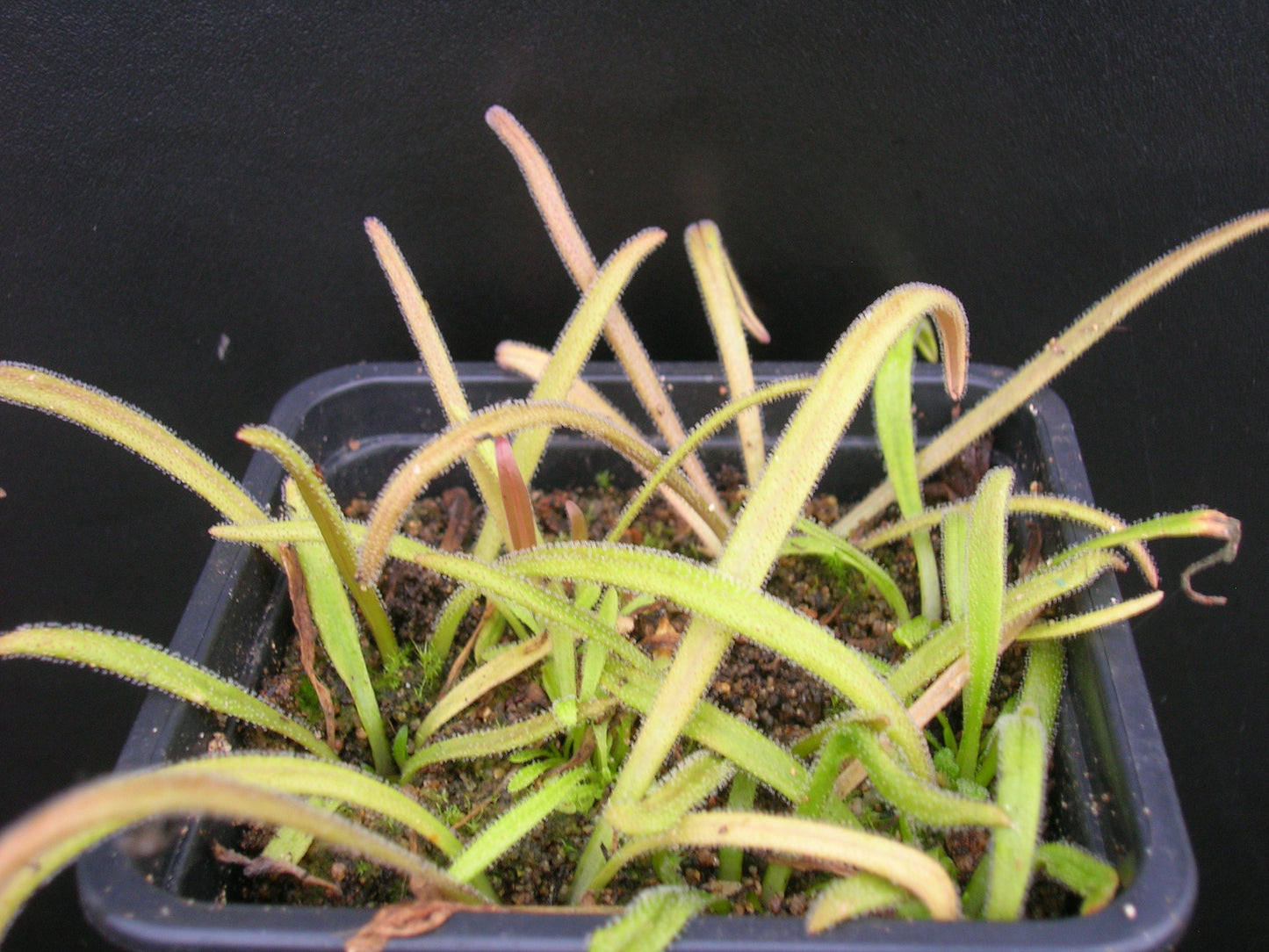 Pinguicula calderoniae