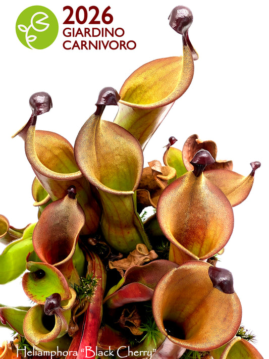 EXTRA CALENDARIO GIARDINO CARNIVORO 2026